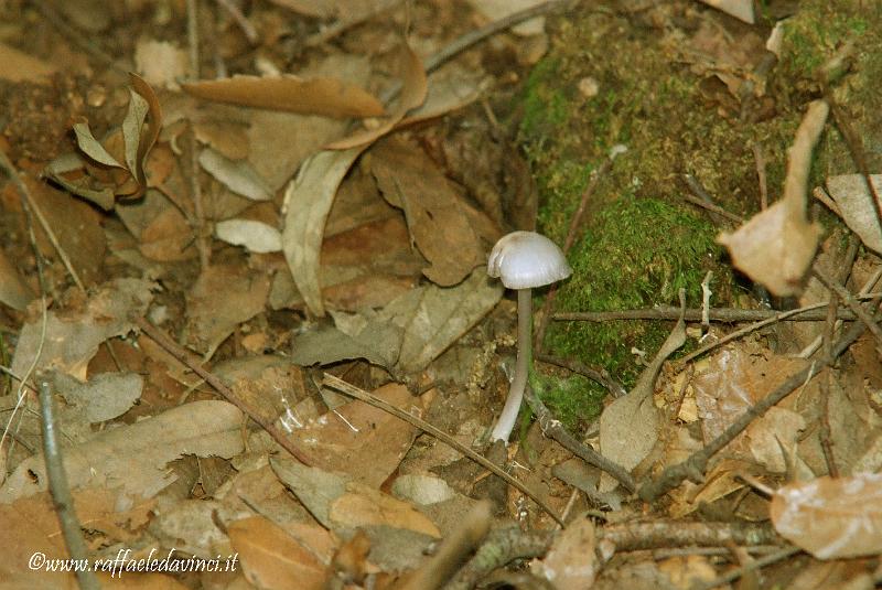 Funghi 1NOV08 (28).jpg